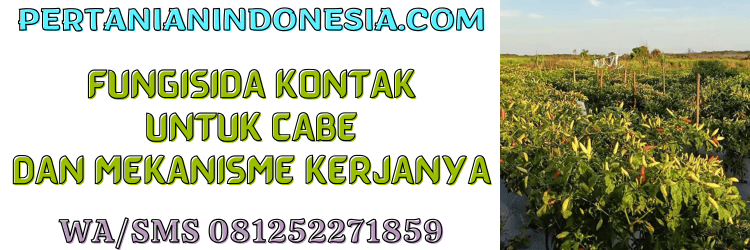 fungisida,kontak,cabe,fungisida kontak,pertanian indonesia